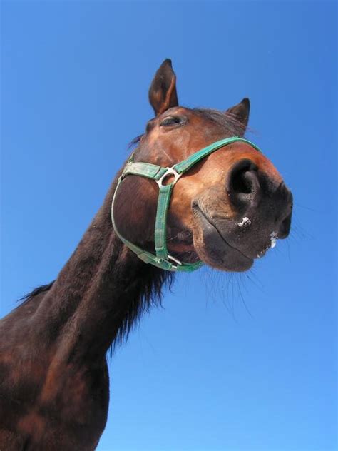 Horse Head Portrait View Free Image Download