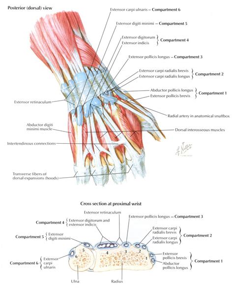 Tendons of extensor pollicis brevis and abductor pollicis longus. Wrist Cross-Section | Anatomie