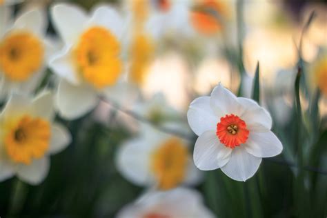 Depth Of Field Photography Of White Petaled Flower Hd Wallpaper