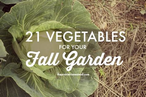 What Vegetables To Grow In Zone 8 Best Vegetable In The World