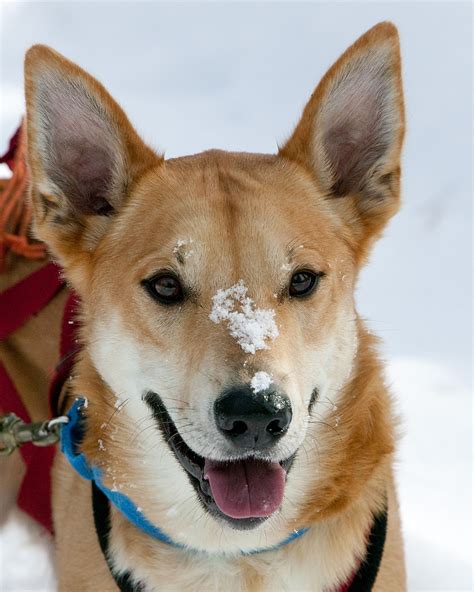 Jetty Chinook Chinook Dog Rare Dogs Dogs