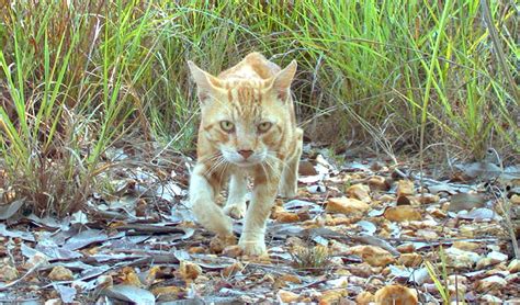 Australian Government Plans To Kill 2 Million Feral Cats By 2020