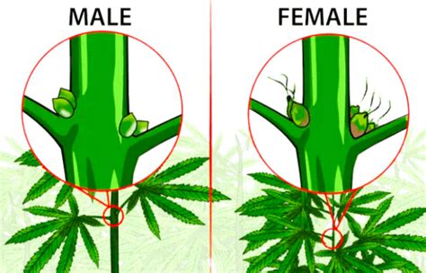 The Gender Of Cannabis Plants And Reproduction How To Identify The Sex