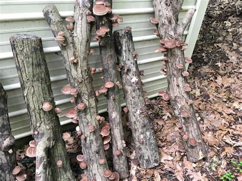 Shenandoah County Man Unearths Secret To Growing Mushrooms Winchester