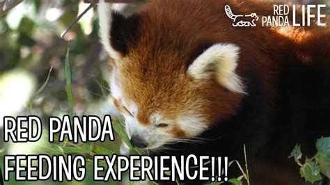 Red Panda Feeding Experience At Paradise Wildlife Park Hertfordshire