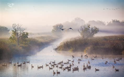 Duck Autumn October Fog River Morning Ducks Wallpapers Hd