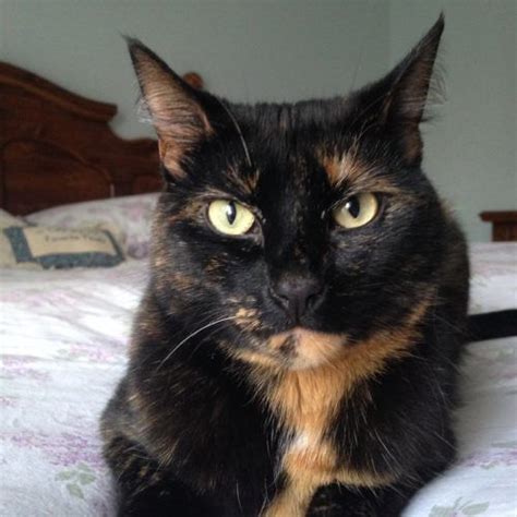 Tortitude The Unique Personality Of Tortoiseshell Cats Fact Or