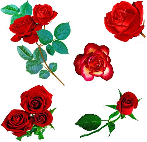 Download Red Roses Roses Red Royalty Free Stock Illustration Image