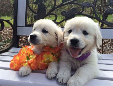 We begin with quality tested and approved breeding english cream golden retrievers and build on that solid foundation with our puppies. English Cream Golden Retriever Puppies @ stoneretrievers ...