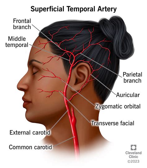 Superficial Temporal Artery Branches And Anatomy