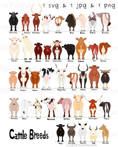 Diverses Races De Vaches Tableau Svg Png Etsy France Breeds Of Cows Cow Pictures