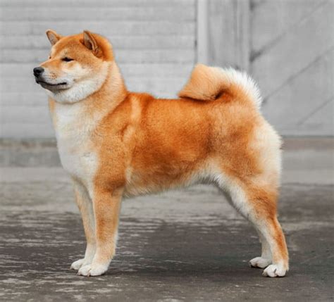 We have also compiled ways to earn yield or interest from shiba inu through lending, yield farming & staking. The Mini Or Mame Shiba Inu - Facts And Information - My ...