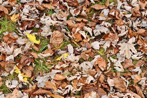 Dry Autumn Leaves Stock Image Image Of Outdoors Plant 35595501
