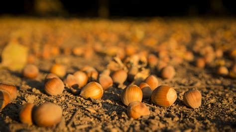 Growers Corner Oregon Hazelnut Industry
