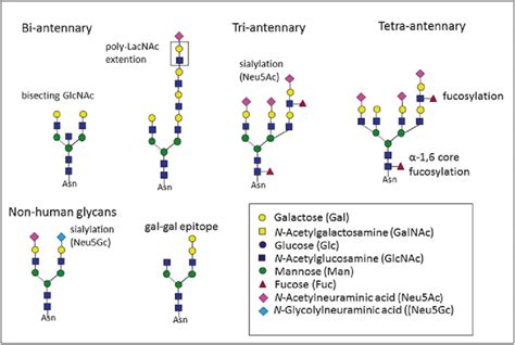 Common N Glycan Structures Found In Mammalian Cell Lines Download