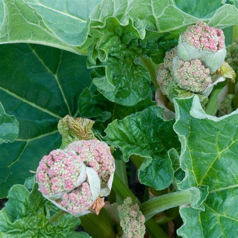 How To Grow Rhubarb Everything You Need To Know