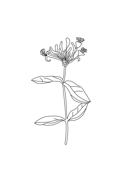 Camille Co. Ginger & Wild Honeysuckle botanical drawing by Design by