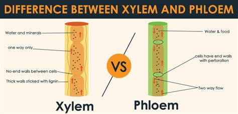 Difference In Xylem And Phloem 24 Hours Of Biology