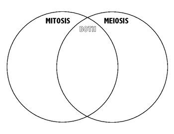 Mitosis And Meiosis Venn Diagram General Wiring Diagram