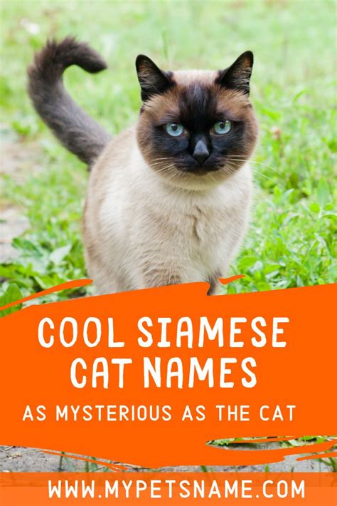 Cool Siamese Cat Names Cat Names Siamese Cats Cool Pet Names