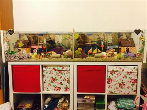 Maybe you would like to learn more about one of these? Ikea Detolf converted to hamster cage! Build the unit ...