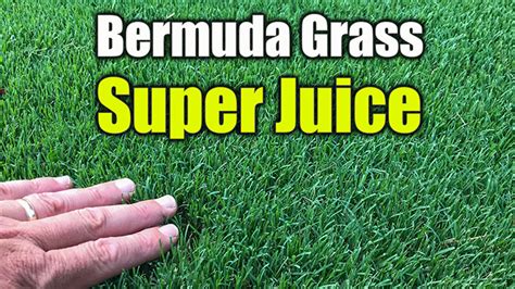 As soon as you notice a problem with fertilizer burn, drag out the sprinklers! Liquid Lawn Fertilizers and Nutrient Sprays Bermuda Grass Care