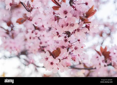 Pink Cherry Blossom In Spring Sakura Flowers Pink Soft Blurred Focus