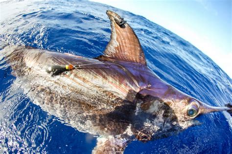 Swordfish As Oceanographers Satellite Tags Allow Research Of Oceans