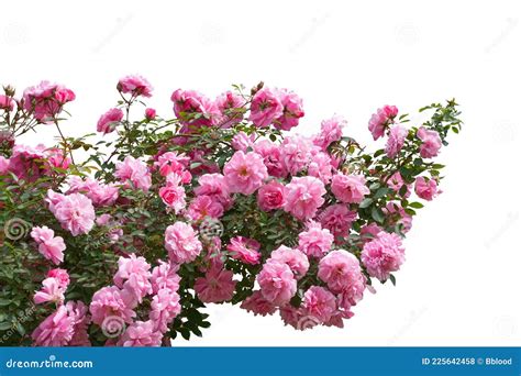 Blooming Pink Rose Bushes Isolated On White Stock Photo Image Of