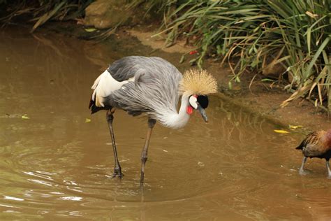 Free Images Wildlife Wild Zoo Beak Fauna Crown Crest Wetland