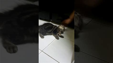 Karena kucing siam campuran memiliki ciri yang hampir serupa dengan kucing siam murni. Kucing comel - YouTube