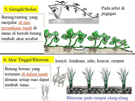 Pengertian Rhizoma Ujian