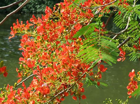 Red Flowering Tree Werner Kraeutler Flickr