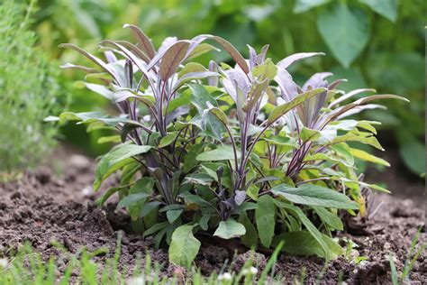 Top 10 How To Grow Sage From Seed
