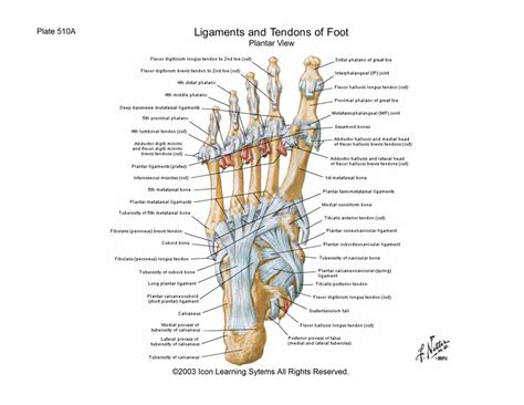 Ligaments of the foot | tendons in the foot ~ wedding love. f510A.jpg (2048×1582) | Foot anatomy, Ligament tear ...