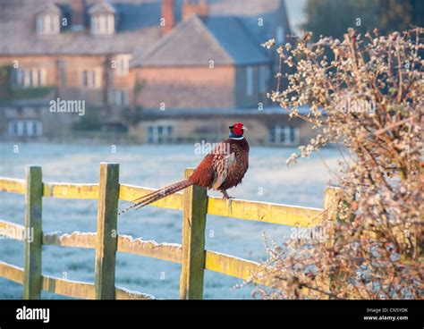 English Pheasant Hi Res Stock Photography And Images Alamy