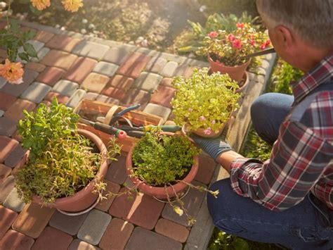 Pests and plant diseases spread much quicker and easier indoors than they do outside, so treat your plants accordingly. Transitioning Houseplants Indoors | Indoor Gardening ...