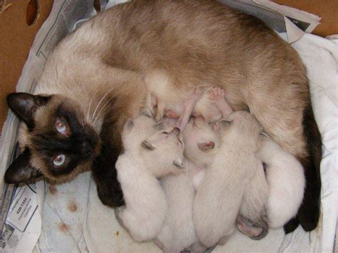 Siamese Kittens For Sale Adoption From Big River
