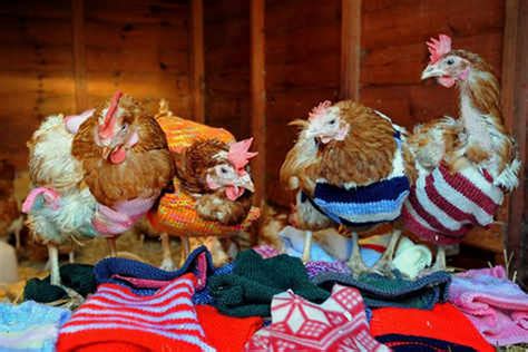 Chickens All Wrapped Up For The Big Freeze Express And Star