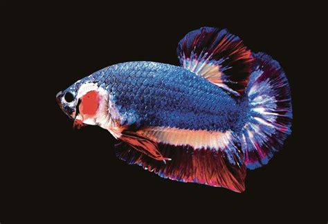 Ikan cupang koi merupakan ikan yang sangat eksotis untuk anda miliki dari bentuknya saja sudah sangat menakjubkan. Ikan laga dijual pada harga RM6,617 | Harian Metro