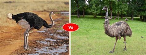 Ostrich Vs Emu Vs Flamingo Difference And Comparison