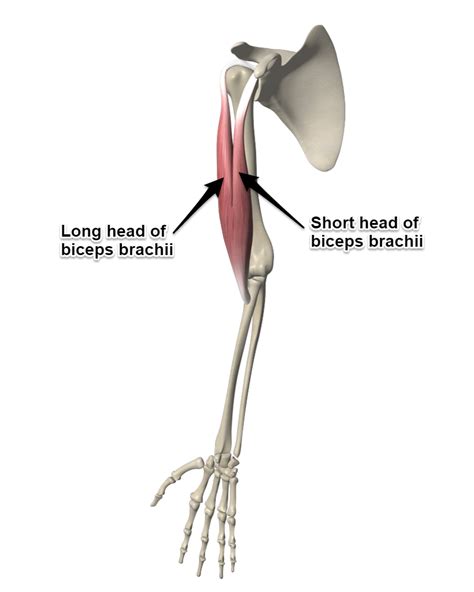 Here's what you need to know about targeting the long head bicep for building your peak. The Biceps Brachii Muscle