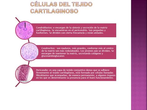 Histo Embriologia Tejido Cartilaginoso