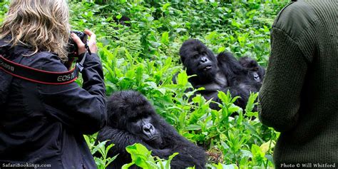 5 Best Places To See Gorillas In Africa Safaribookings