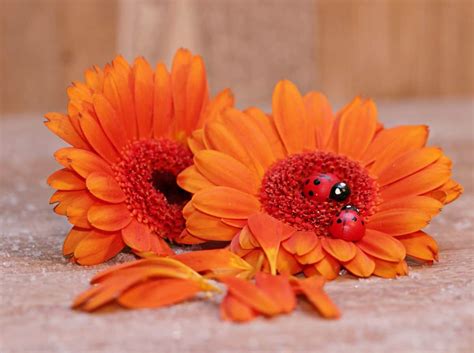 Gambar Bunga Warna Orange - Koleksi Gambar Bunga