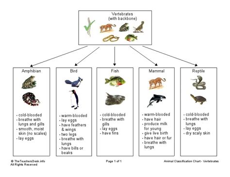 Vertebrates Animals Classifications Characteristics I - vrogue.co
