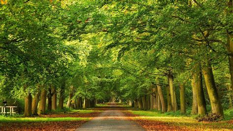 Green Forest Trees Road Hd Wallpapers Wallpaper Cave