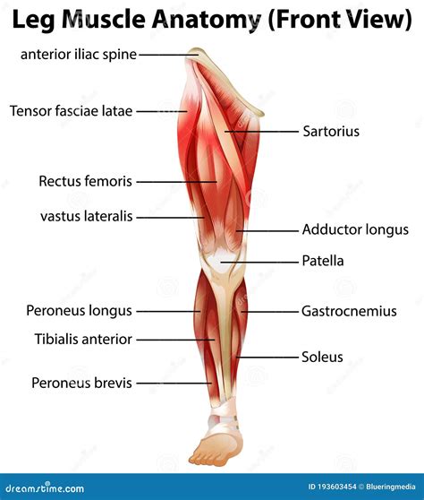 Visão Frontal Da Anatomia Muscular Da Perna Ilustração do Vetor