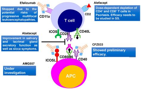 Ijms Free Full Text Innate Immunity And Biological Therapies For
