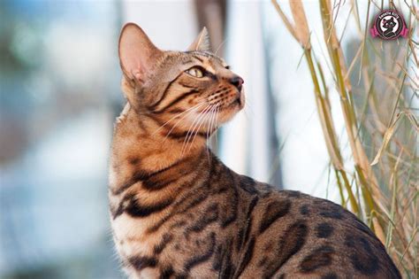 The Ultimate Bengal Cat Guide Characteristics Health Temperament